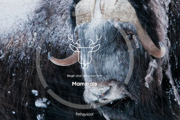 Explore more than 1000 nature documentary clips from the BBC, with the free app Attenborough's Story of Life.