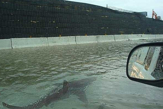 Teaching kids how to be critical about the information on the internet: like the shark hoax from Hurricane Matthew