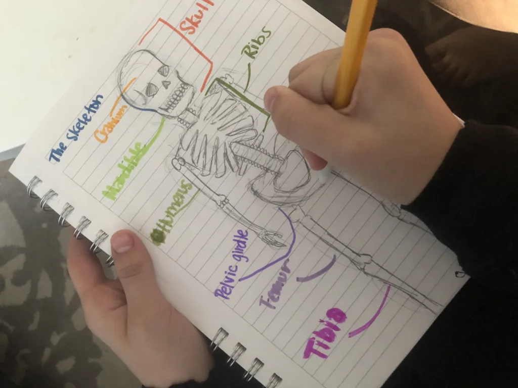 Kids science journal ideas for older grade schoolers: Make an anatomy journal and label the different systems, organs and parts of the body | Cool Mom Tech Kids science journal ideas for older grade schoolers: Make an anatomy journal and label the different systems, organs and parts of the body | Cool Mom Tech