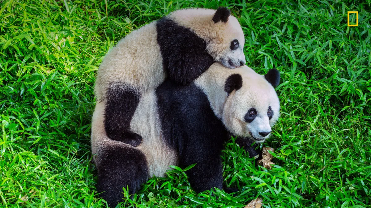 Spruce up your online learning with cool free Zoom backgrounds from National Geographic