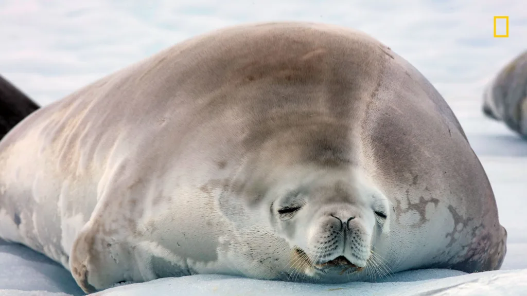 We love these cool Zoom backgrounds from National Geographic. Especially this seal, who totally gets how we feel right now.