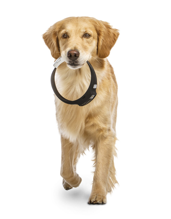Voyce Dog Collar: The remarkable new high-tech collar that gives your dog, well, a voice.